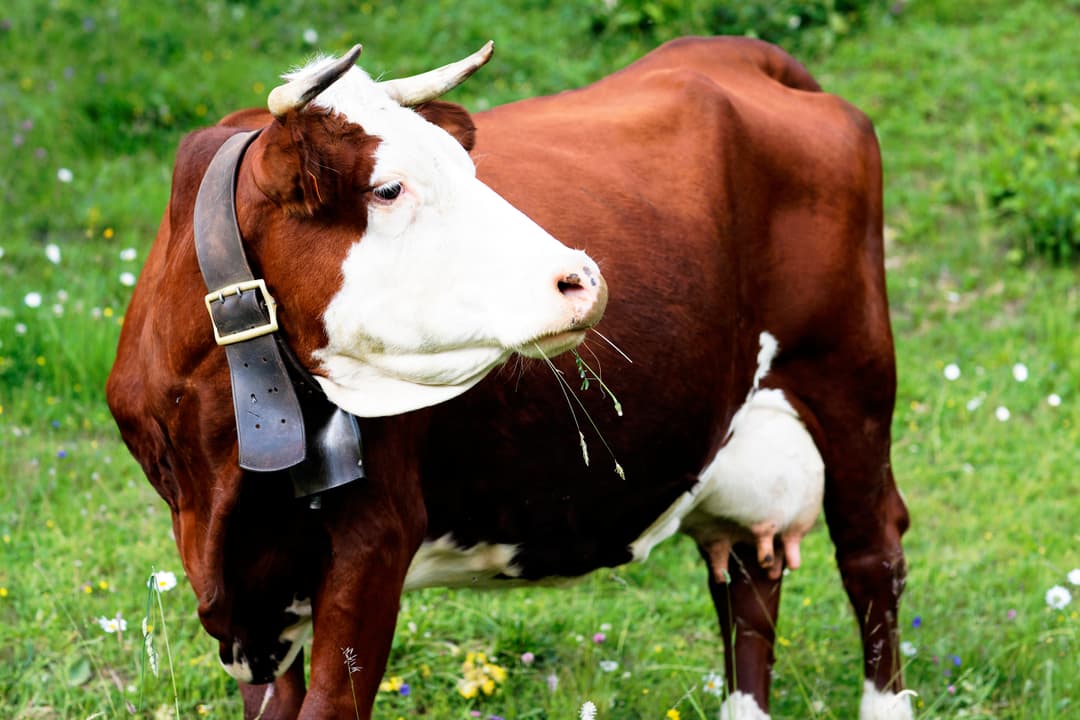 Deshi Shahi Cow