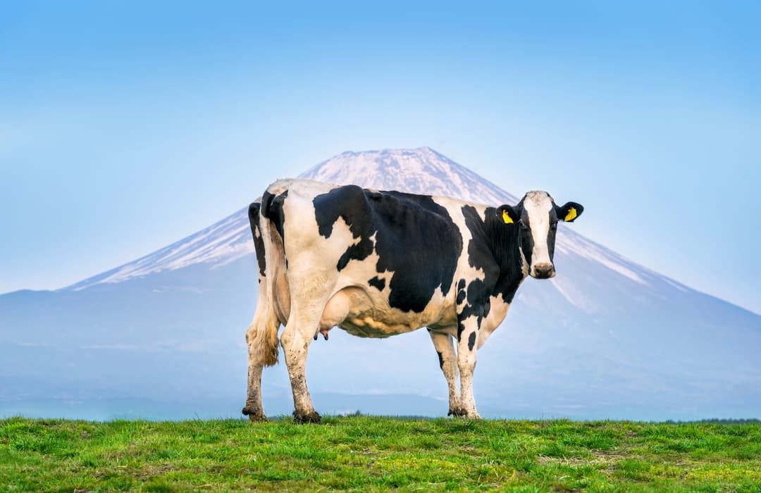 Hybrid Bull