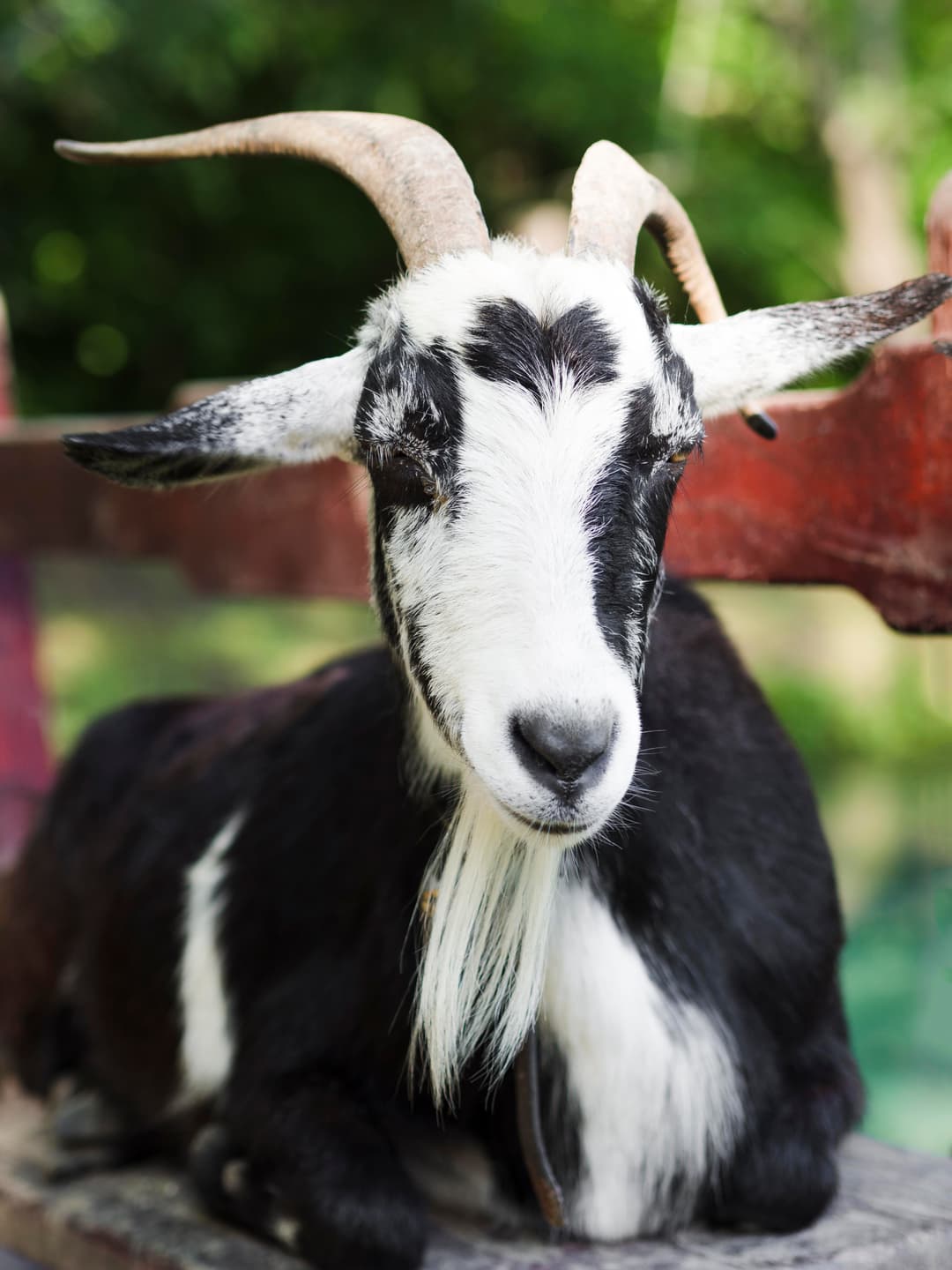Black Bengal Goat