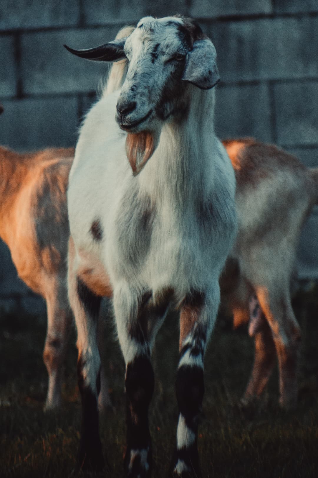 Deshi Goat