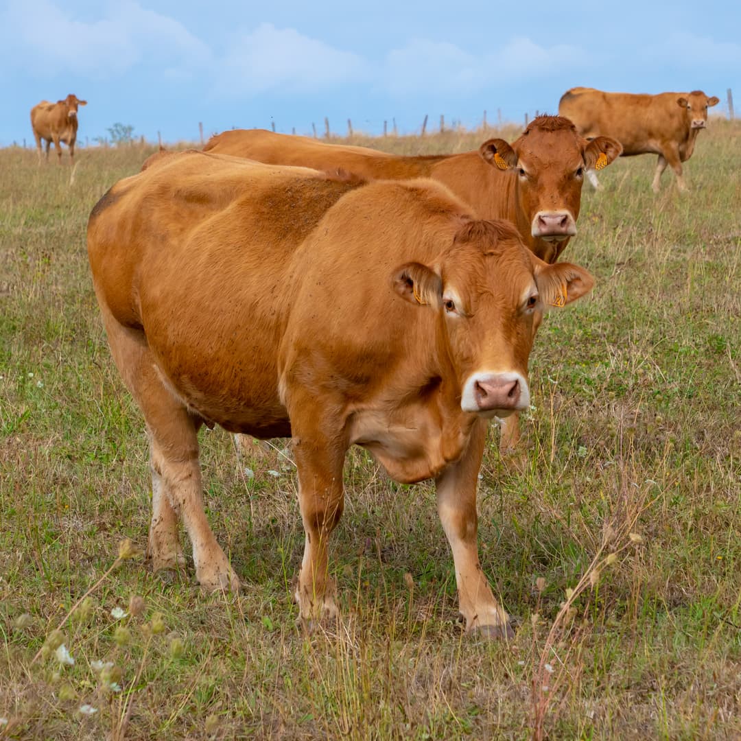 Sahiwal Cow