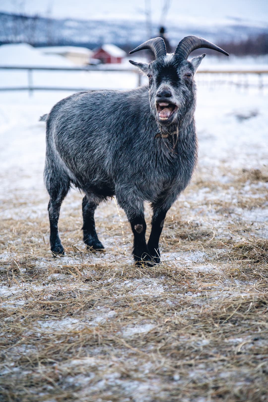 Jamunapari Goat